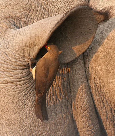 any body here - hello, any body in the ear? Please come here. This ear smell not good
