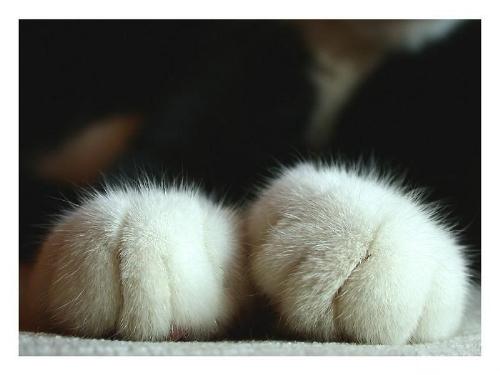 cats - cats' paw~~~