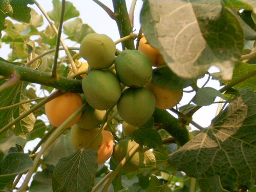 Jatropha Carcus - Jatropha Carcus is a source of biodiesel for future generation