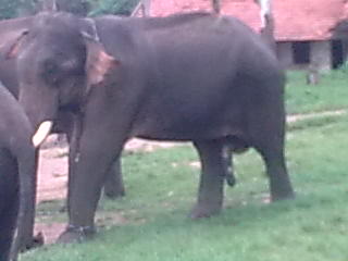 Elephant's enlarged one - Taken in one of the forests of karnataka. which is a haven for elephants.