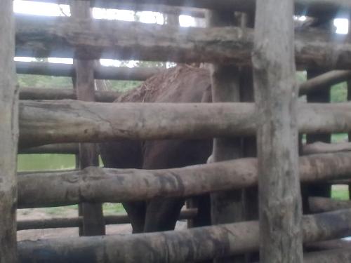 Elephant in JAIL - An elephant kept in jail after it killed two people. It will be kept there for 3 to 4 months, as punishment and then released back to the jungle