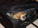 Geek Girl Suitcase - When in doubt what to pack, always take the dog! LOL