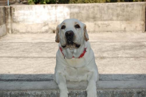 My dog Babu - My four years old white Labrador dog is a great companion of our family.