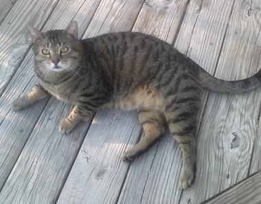 Bean - My kitty, Bean.