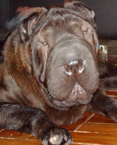 Isn't she beautiful? - Have a look to Mary, my dogy. Ins't she beautiful?