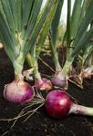fresh onion - onion