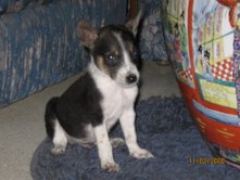 pet KB - this was taken when he was still a puppy