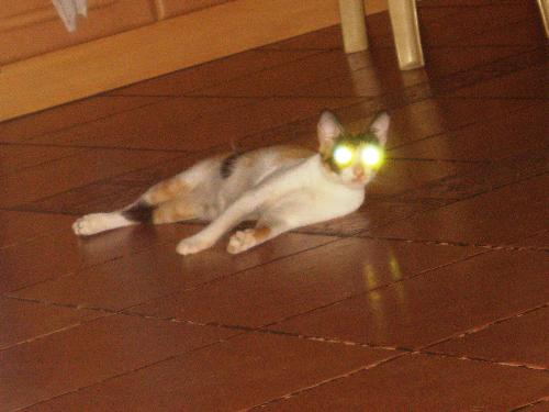 Cat - Cyclops.. The X-Pet we have at home. :p