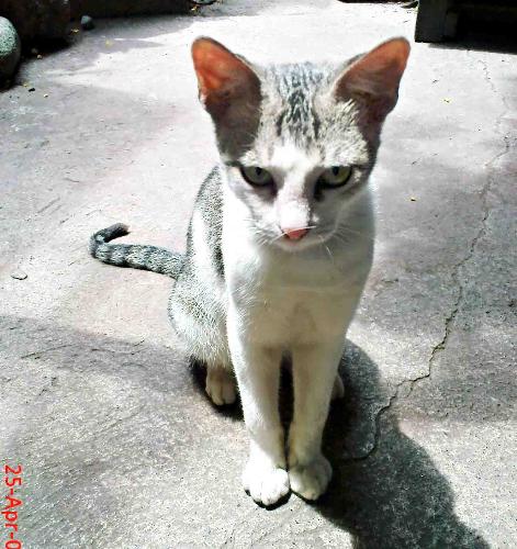 my cat .. tam - he is just so behave in this one