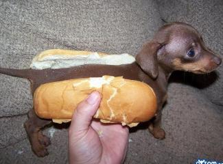 hotdog - Take a minute to come laugh at a genuine hotdog.Where did the name come from?