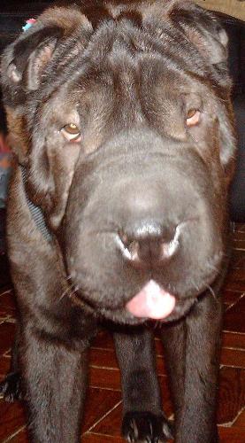 My Dogy Mary - Lovely, inst she?