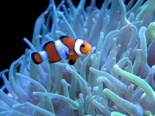 beautiful fish - that is very beautiful fish. That is nemo