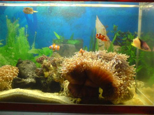 fish in aquarium - That is very fantastic aquarium