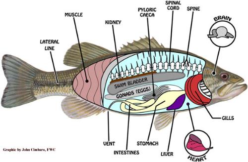 fish organ - look that fish organ