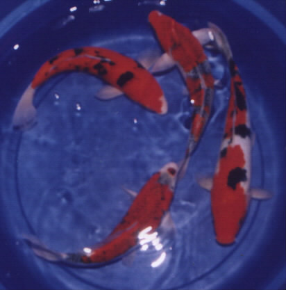koi fish - I love koi fish. That is beautiful fish