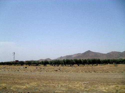olive trees - Some olive trees on the countryside in Morocco