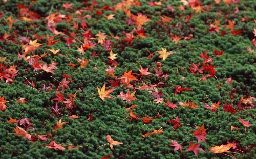 season - the different season
