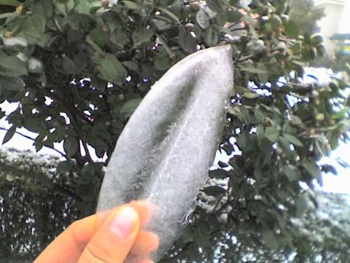a icy leaf - a icy leaf. It is beautiful, isn't it?