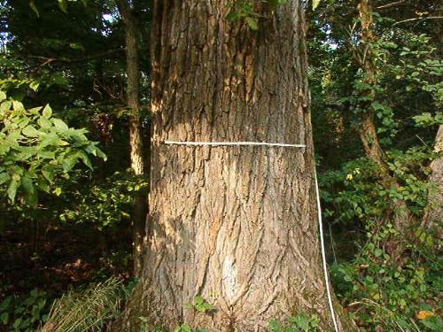 Trunk of Massive Cottonwood tree - Using a 100' tape measure to try and measure it. It's closer to 4' across.