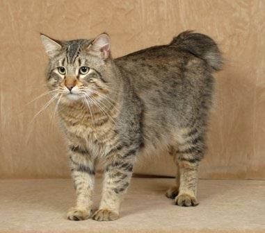 Pixiebob Cat - Very pretty