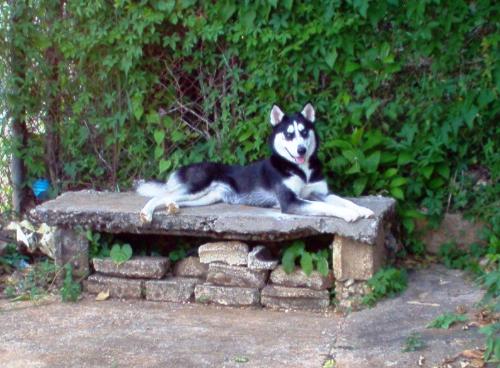 Lassie as a model - oh my dearest lady, my other son. she gives a lot of love to my kid