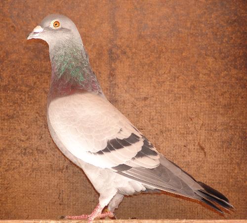 Racing Pigeon Blue Bar - Racing pigeon Blue Bar  from a long line of race winners