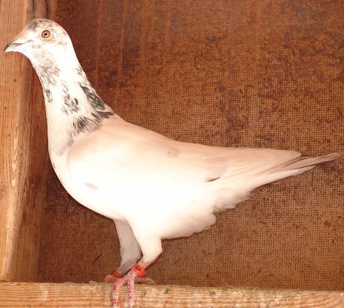 Grizzle Racing Pigeon - Grizzle racing Pigeon from a long ling line of race winners