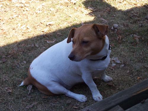 Jack Russells - Jack Russell Dogs