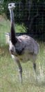 free as a bird - free as a big bird