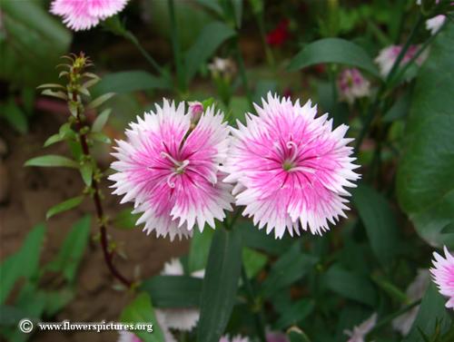 dianthus - flowers
