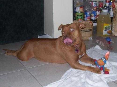 pitbull - pit bull with tongue out