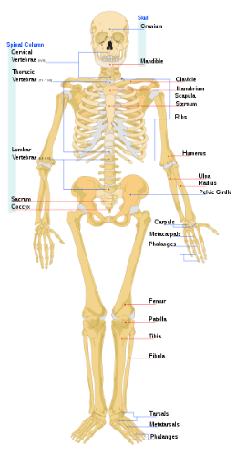 Human skeleton - this is a picture of the human skeleton.