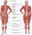 Anatomy of man - Anatomy of the human body
