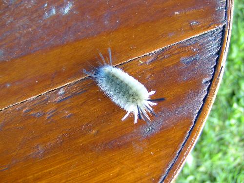 where'ed it come from? - i weird looking bug