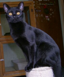Bombay  - The British Bombay cat is the name given to black cats of the Asian group.[1] It is a cat of Burmese type with a black coat, toes, nose, and copper to greenish eyes. The close lying, sleek and glossy black coat should be coloured to the roots, with little or no paling. The Bombay is a shorthair breed of domestic cat, closely related to the Burmese.