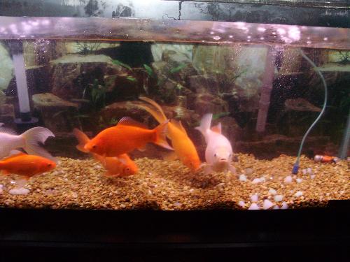 Fish Family - These are my fish buddies two of them are 11 years old now the others are only 1 years old. These guys are real characters.