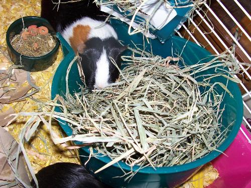 My piggies eating hay. - Imanerd's two female guinea pigs eating timothy hay. Aren't they cute!!!