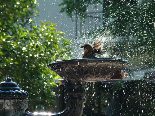 bird - birds playing in the water.