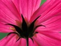 flower - pink colour flower.