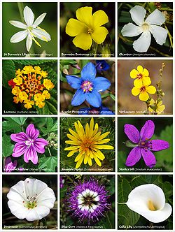 flowers - There are many beautiful flowers all over the world. Which one is your favourite,rose,carnation or someone else.Join us ,Let's talk about it and have fun.
