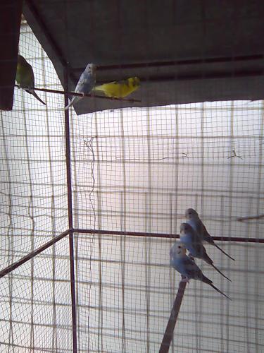 Parakeets - Some of our pets
