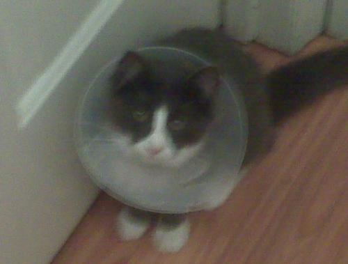 my poor kitten aiden - aiden with his collar after his infection from surgery
