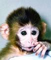 Monkey -  Monkey is a clever and jolly animal. It eats fruits.Generally monkey is a wild animal.But in Indian cities monkys live freely and without fear.Because the Hindus treat the monkey as god.