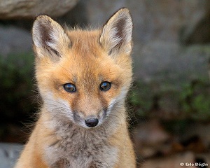 foxy