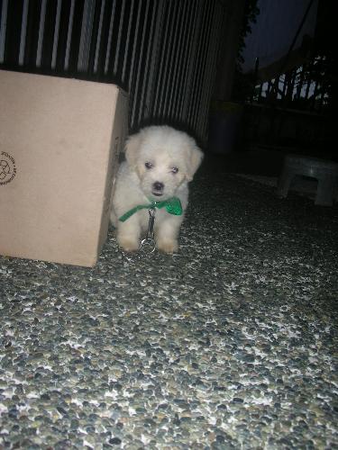 My puppy, Furby - This is my puppy Furby! This picture was taken when she was just about 2 months old. She's quite bigger now, and fatter! I can't tell what breed she is since both of her parents are of mixed breeds too :)