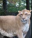 liger - Half lion half tiger. Larger than both