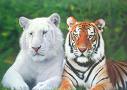 albino tiger with normal tiger - albino side by side with normal tiger