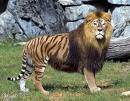half tiger half lion - interesting mix of tige and lion
