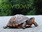 Slow turtle - Picture of a very slow turtle