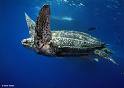 swimming leatherback - swimming leatherback turtle